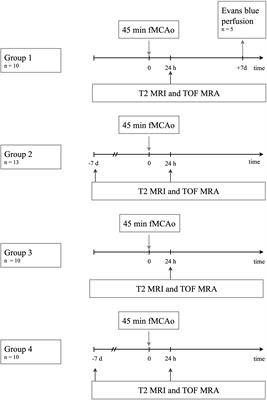 A Semiquantitative Non-invasive Measurement of PcomA Patency in C57BL/6 Mice Explains Variance in Ischemic Brain Damage in Filament MCAo